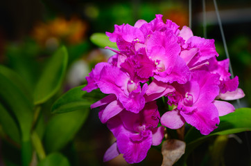 Bouquet of hybrid pink Cattleya orchid