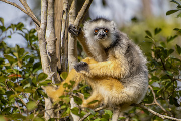 Diademed Sifaka. Diadema, endemic, endengered. Rare lemur,close up, portrait.(Propithecus diadema),Madagascar