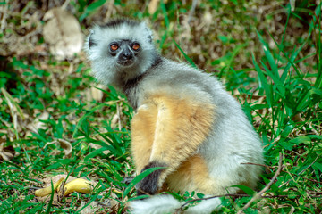 Diademed Sifaka. Diadema, endemic, endengered. Rare lemur,close up, portrait.(Propithecus diadema),Madagascar