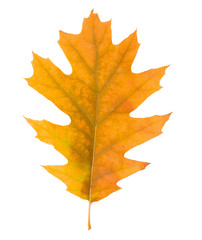 Fototapeta premium single dry yellow oak leaves
