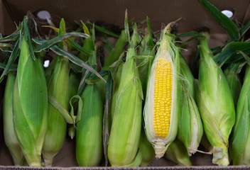 Fresh corn on cobs in paper box at morning market