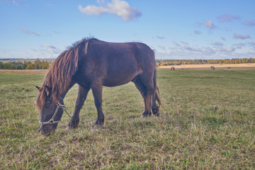 The horse and foal grazing in the meadow