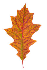 single dry multicolored oak leaves
