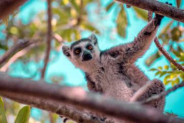 Ring Tailed Lemur  kata ,Portrait,Close up Ring-tailed lemur.Wild nature Madagascar
