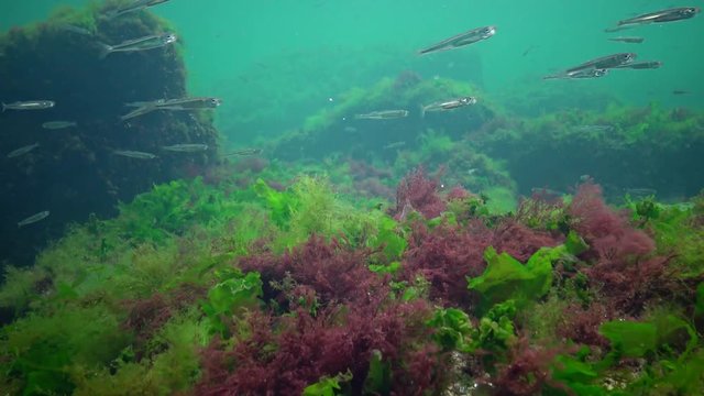 Photosynthesis in the sea, underwater landscape, fish  Atherina pontica. Green, red and brown algae on underwater rocks (Enteromorpha, Ulva, Ceramium, Polisiphonia). Gulf of Odessa, Black Sea