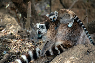 Naklejka na ściany i meble Ring Tailed Lemur kata ,Close up Ring-tailed lemur baby and mother.Wild nature Madagascar