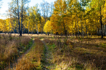 Beautiful autumn birch grove