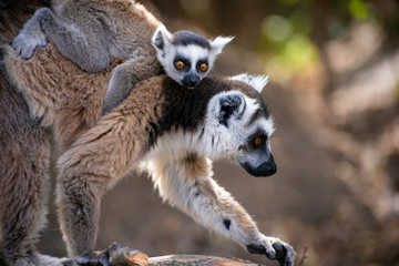 Ring Tailed Lemur  kata ,Close up Ring-tailed lemur baby and mother.Wild nature Madagascar