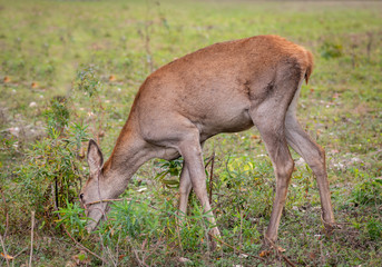 Naklejka na ściany i meble red deer in the forest
