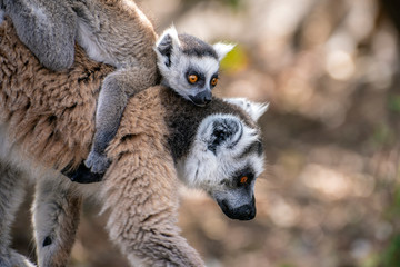 Ring Tailed Lemur  kata ,Close up Ring-tailed lemur baby and mother.Wild nature Madagascar