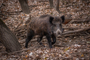 Naklejka na ściany i meble wild boar in the forest