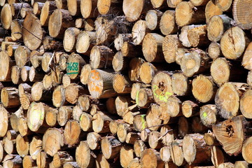 Stacked logs in a forest