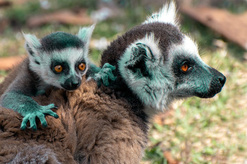 Ring Tailed Lemur  kata ,Close up Ring-tailed lemur baby and mother.Wild nature Madagascar