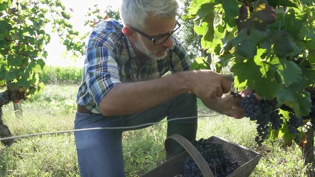 Wine maker harvesting grapes from grapevines