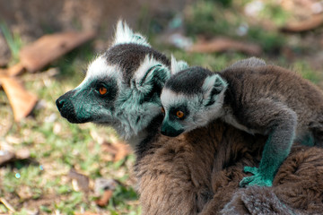 Ring Tailed Lemur  kata ,Close up Ring-tailed lemur baby and mother.Wild nature Madagascar