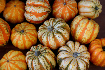 Autumn harvest - colourful pumpkins in shades of orange
