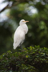 little white Heron