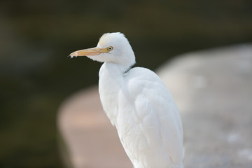 little white Heron