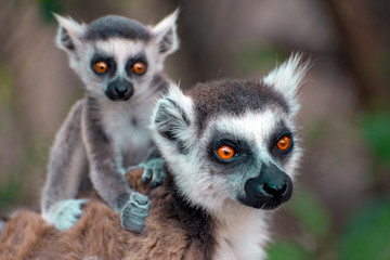 Obraz premium Ring Tailed Lemur kata ,Close up Ring-tailed lemur baby and mother, mother breastfeeding her baby. Wild nature Magdagascar