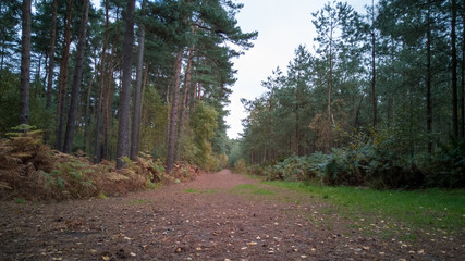 Pathway in the woods