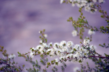 White, honey-scented flowers of the Australian native Kunzea ambigua, tick bush, Royal National...