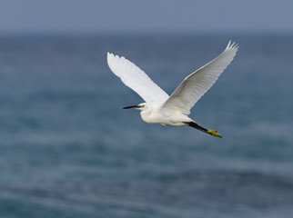 Fototapeta na wymiar Little Egret Flying Over Sea