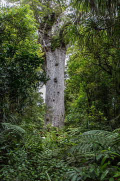 Kauri tree Northland, New Zealand