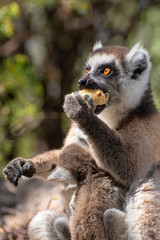 Ring Tailed Lemur  kata ,Close up Ring-tailed lemur baby and mother, mother breastfeeding her baby
