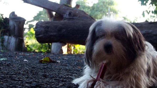 Cute dog and her snack.