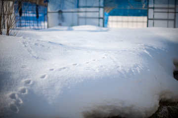 雪上の足跡