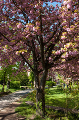 Sakura tree in Uzhgorod
