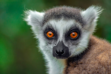 Ring Tailed Lemur  kata ,Portrait,Close up Ring-tailed lemur, Madagascar