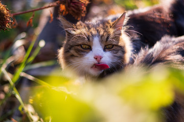Cat's long tongue. Furious look.