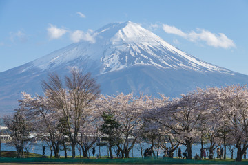 Fuji mountain with snow cover on the top with cherry blossom.