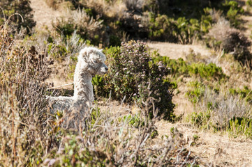 Typical Bolivian llama on the Isla Del Sol on Lake Titicaca - Bolivia
