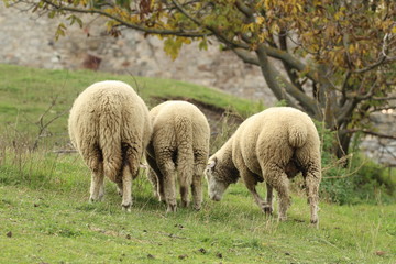 Obraz na płótnie Canvas Three sheep in a meadow