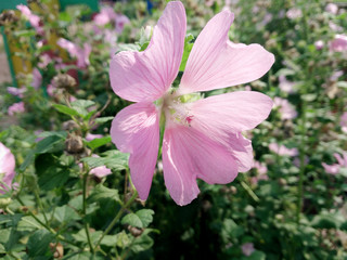 Gentle pink flower.
