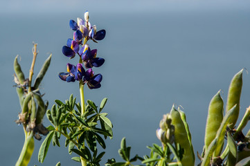 Typical Bolivian flowers on the Isla Del Sol on Lake Titicaca - Bolivia