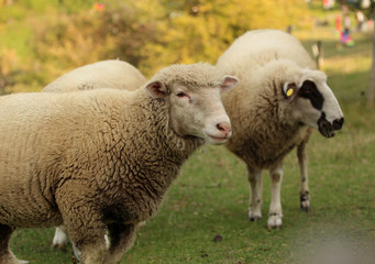 Naklejka na ściany i meble White sheep in a meadow in autumn