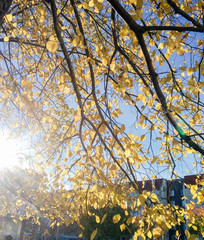 The sun through the yellow leaves.