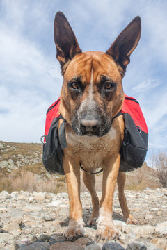 Perro monta&ntilde;ero con alforjas o mochila haciendo trekking en el monte
