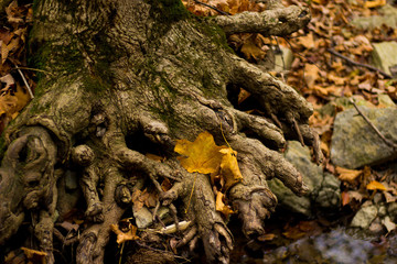 Roots of Life