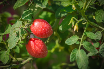 tomato growing on tree