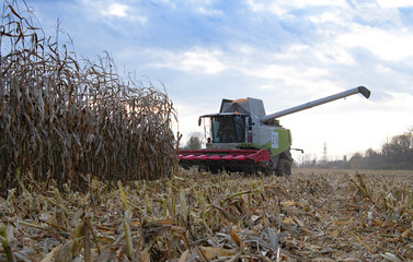 harvesting of corn