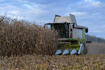harvesting of corn