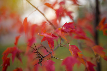 red maple leaves in autumn
