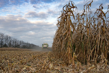 harvesting of corn