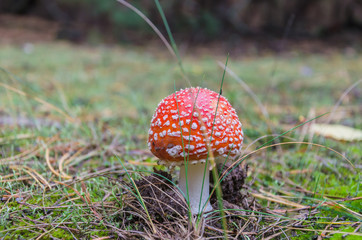 Beautiful toadstools grow in the woods on mosses and grass.