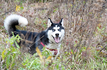 siberian husky
