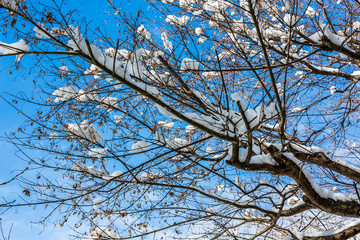 snow on the sakura tree under blue sky in the winter